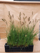 Pennisetum alopecuroides 'Hameln'