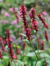 Persicaria amplexicaulis 'Taurus' - Duizendknoop