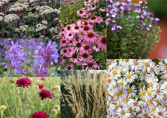 Prairie Planten Borderpakket - 20x planten