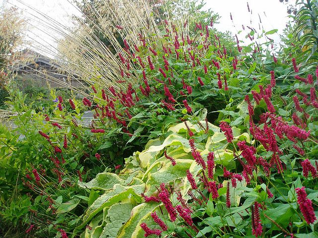 Persicaria amplexicaulis 'Taurus' - Duizendknoop