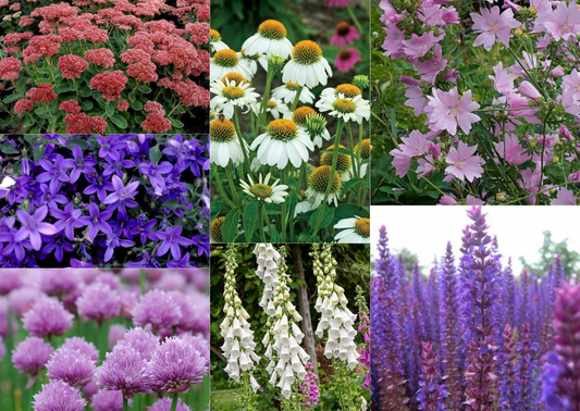 Vlinder- en Bijenvriendelijke Borderpakket - 20x planten