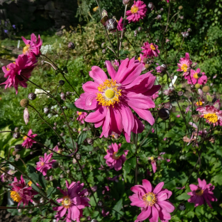 Anemone hup. 'Prinz Heinrich'