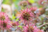 Acaena microphylla 'Kupferteppich' - Stekelnootje