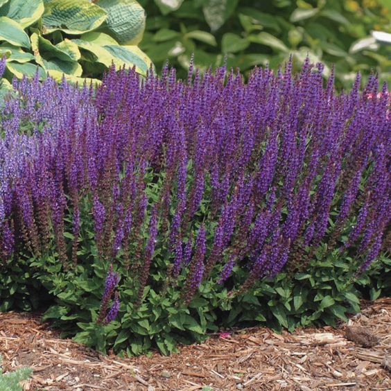 Salvia nemorosa 'Ostfriesland' – Salie