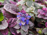 Ajuga reptans 'Burgundy Glow' – Kruipend zenegroen