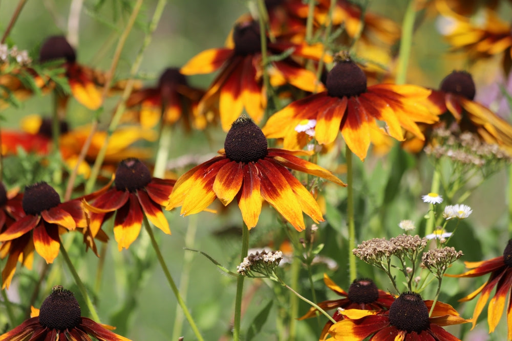Rudbeckia hirta - Zonnehoed