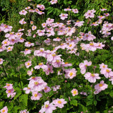 Anemone hyb. 'Königin Charlotte'