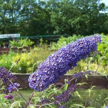 Buddleja davidii ' Nano Blue ' Vlinderstruik