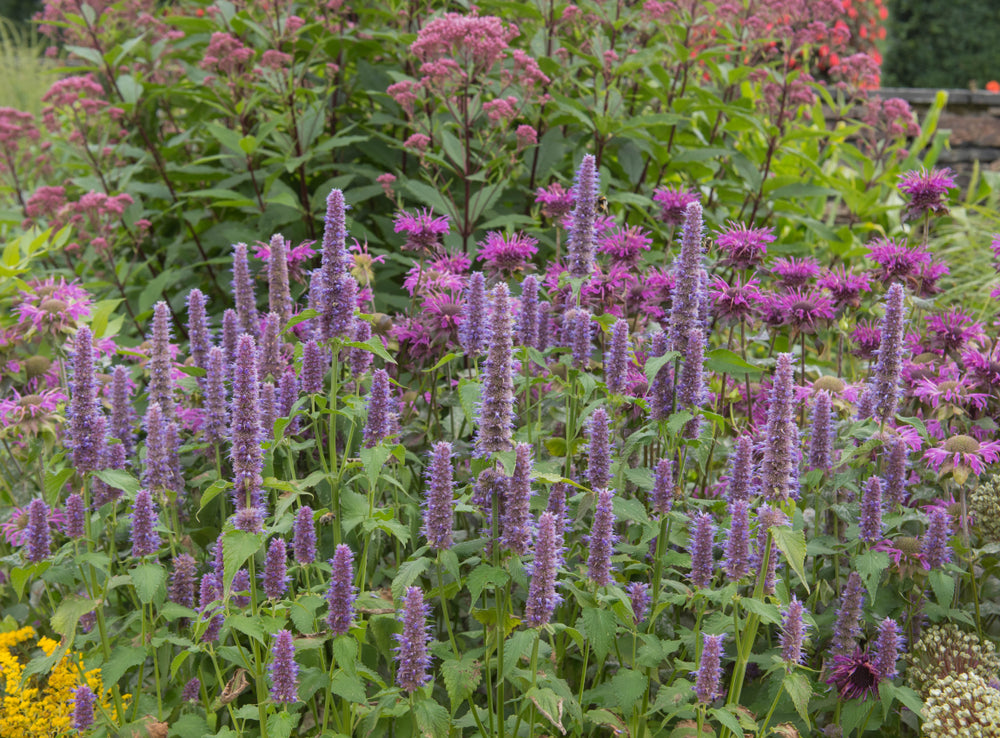 Agastache foeniculum 'Little Adder' - Dropplant