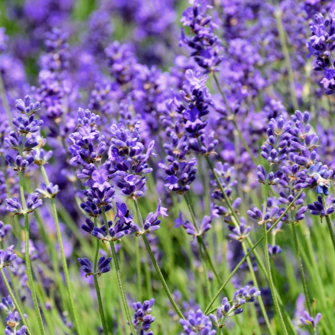 Lavandula angustifolia 'Hidcote