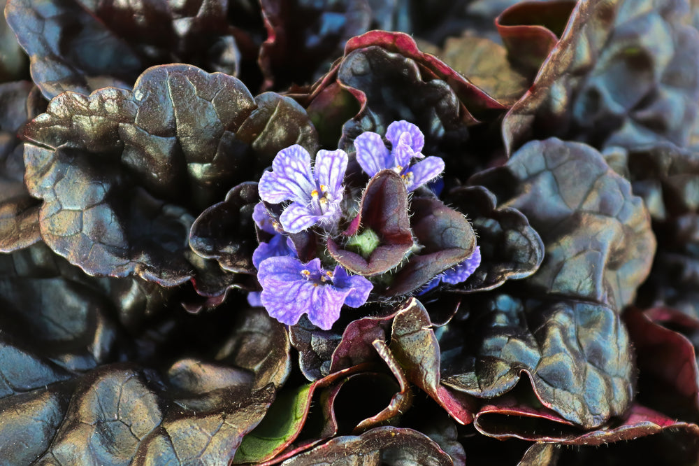 Ajuga reptans 'Braunherz' – Kruipend zenegroen