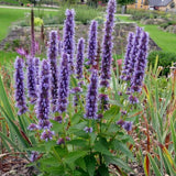 Agastache foeniculum 'Little Adder' - Dropplant