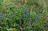Veronica spic. 'Ulster Dwarf Blue - Ereprijs