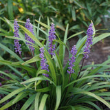 Liriope muscari 'Ingwersen' - Leliegras