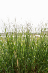 Panicum virgatum 'Northwind'