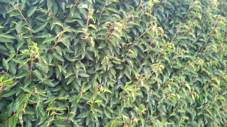 prunus lusitanica angustifolia