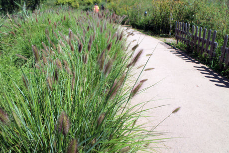 Pennisetum alopecuroides 'Redhead - Lampenpoetsersgras