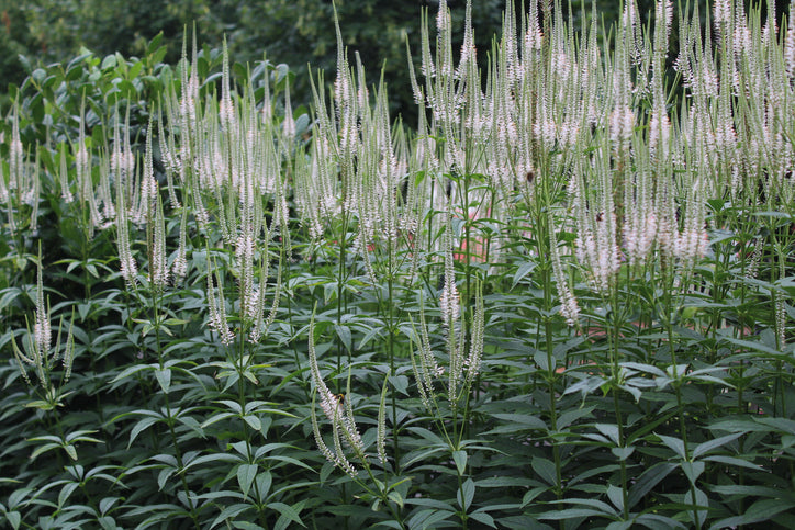 Veronicastrum virg. 'Album' - Ereprijs