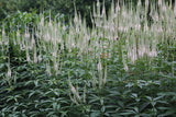 Veronicastrum virg. 'Album' - Ereprijs