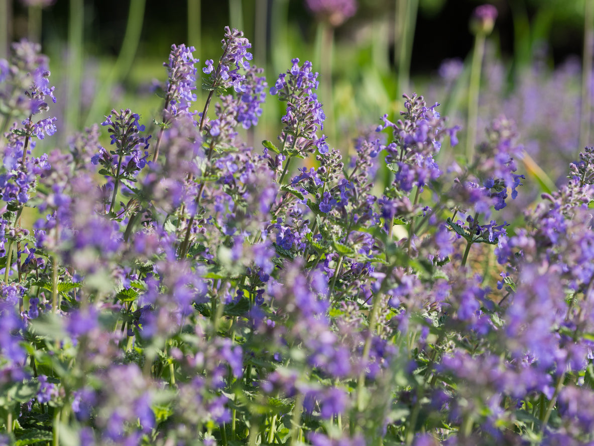 Nepeta 'Six Hills Giant' - Kattenkruid