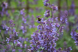 Nepeta 'Walker's Low' - kattenkruid