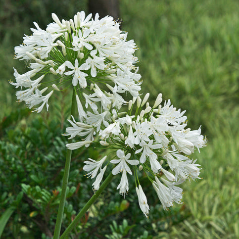 Agapanthus 'Umbellatus Albus' Afrikaanse lelie