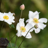 Anemone hyb. 'Honorine Jobert'