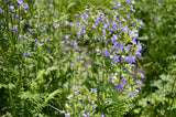 Polemonium reptans