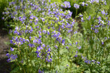 Polemonium reptans