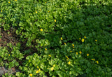 Waldsteinia ternata - Gele aardbei