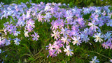 Phlox (S) 'Emerald Cushion Blue - Vlambloem
