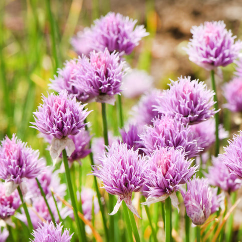 Allium schoenoprasum - Knoflookbies