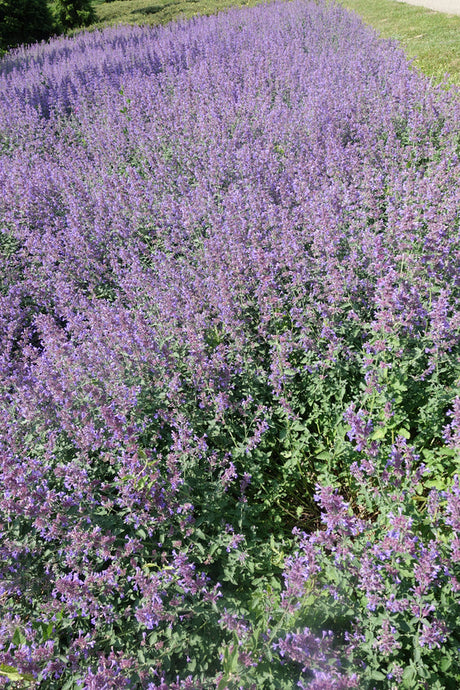 Nepeta 'Walker's Low' - kattenkruid
