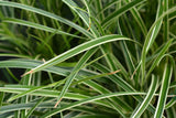 Carex morrowii Ice dance