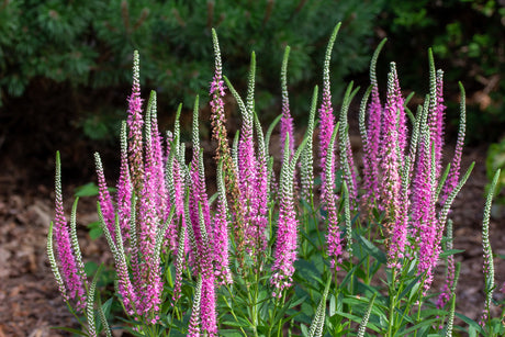 Veronica spicata 'Heidekind - Ereprijs
