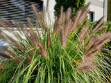 Pennisetum alopecuroides 'Moudry -Zwarte Lampenpoetsergras