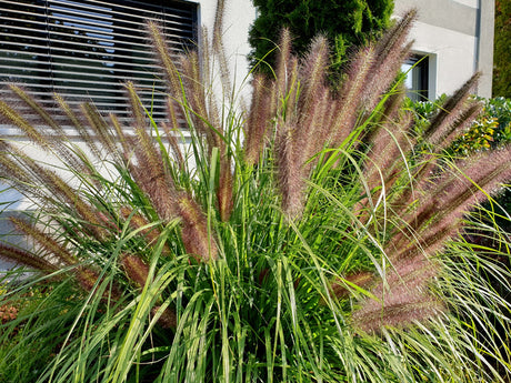 Pennisetum alopecuroides 'Moudry -Zwarte Lampenpoetsergras