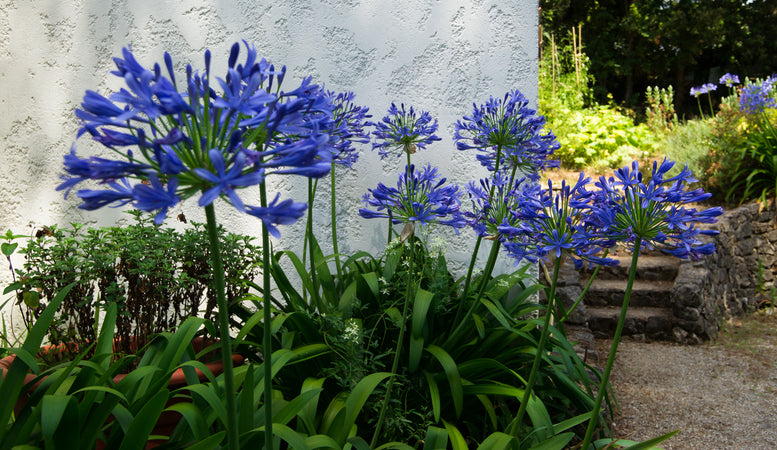 Agapanthus 'Blue Umbrella' Afrikaanse lelie