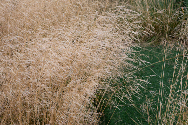 Deschampsia cesp. 'Goldtau' - Ruwe Smele