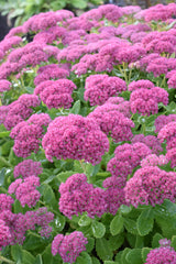 Sedum spectabile 'Brillant' - Vetkruid