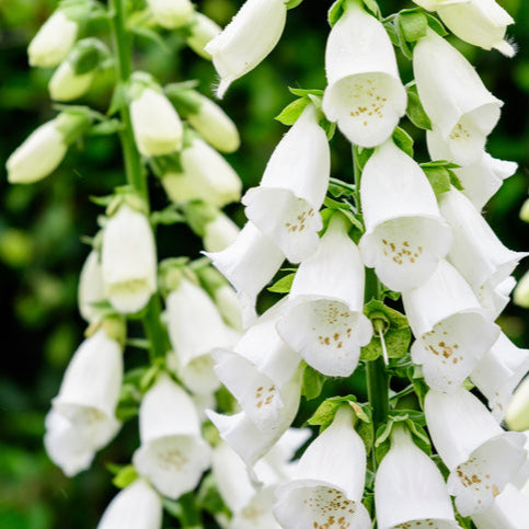 Digitalis purp. 'Alba' - Vingerhoedskruid