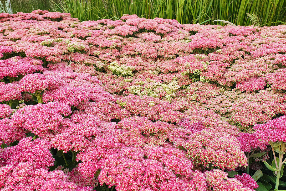 Sedum 'Herbstfreude - Vetplant