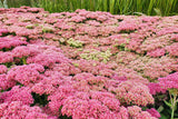 Sedum 'Herbstfreude - Vetplant
