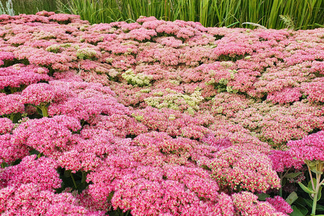 Sedum 'Herbstfreude - Vetplant