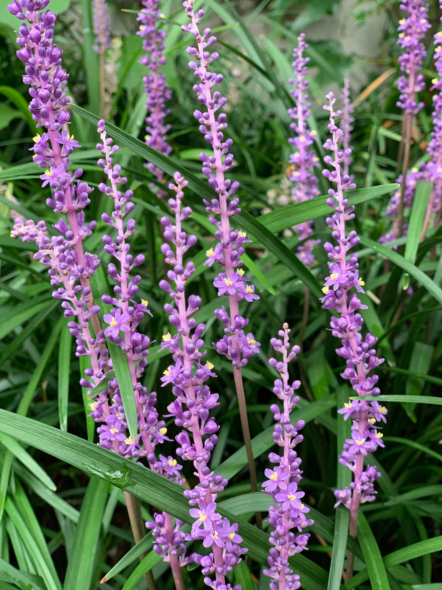 Liriope muscari 'Ingwersen' - Leliegras