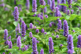 Agastache 'Black Adder' - Dropplant