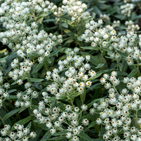 Anaphalis margaritacea - prachtrozenkransje