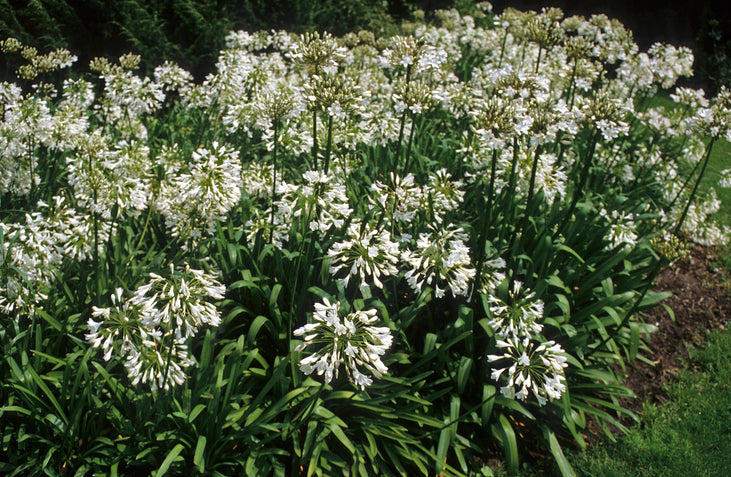 Agapanthus 'Umbellatus Albus' Afrikaanse lelie