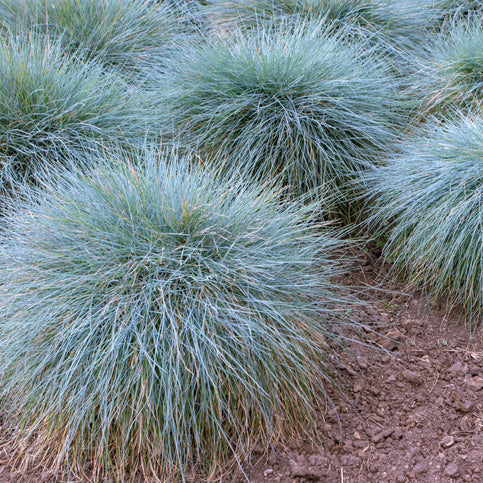 Festuca glauca Elijah Blue - Blauwschaprengras