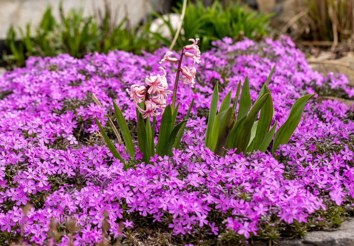 Phlox (S) 'Moerheimii - Vlambloem